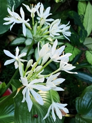 Proiphys amboinensis