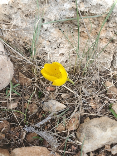 Sternbergia clusiana, photograph 4