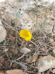 (c) Mitch Van Dyke, some rights reserved (CC BY) Sternbergia clusiana, photograph (c) Mitch Van Dyke, some rights reserved (CC BY)