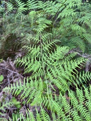 Pteridium