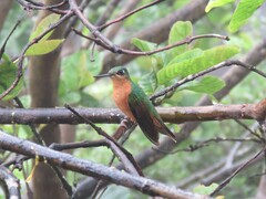 Heliodoxa rubricauda