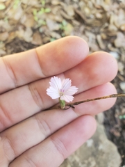 Dianthus strictus