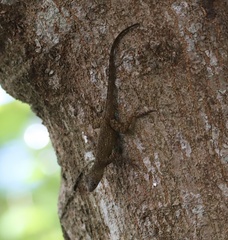 Anolis distichus