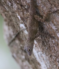 Anolis distichus