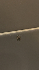 Clogmia albipunctata