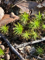 Polytrichum commune