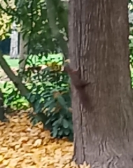 Sciurus vulgaris