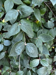 Philadelphus coronarius