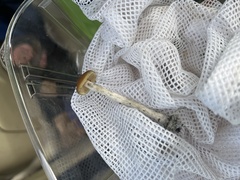 Psilocybe azurescens