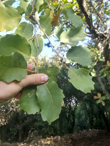 Image of Quercus infectoria by (c) Mitch Van Dyke, some rights reserved (CC BY)