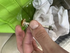 Psilocybe azurescens