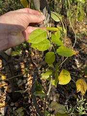 Wisteria frutescens