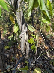 Wisteria frutescens
