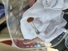 Psilocybe azurescens