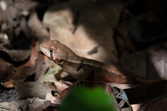 Stenocercus iridescens