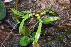 Liparis bootanensis
