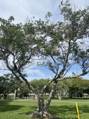Ficus microcarpa