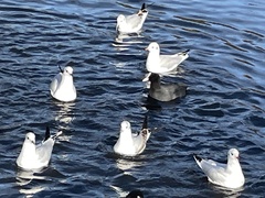 Chroicocephalus ridibundus