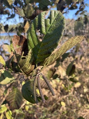 Alnus serrulata