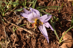 Andrena karia