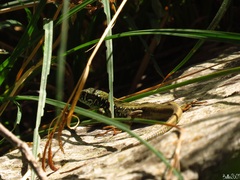 Lacerta schreiberi