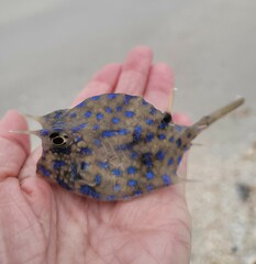 Acanthostracion quadricornis