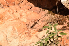 Phoenicolacerta laevis