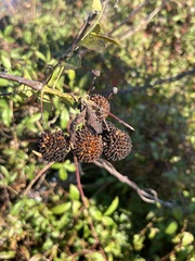 Cephalanthus occidentalis