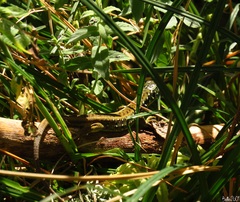 Lacerta schreiberi