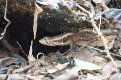 Stenocercus iridescens