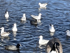 Chroicocephalus ridibundus