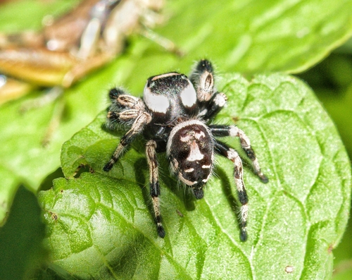 Phidippus albulatus