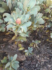 Protea grandiceps