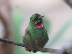 Heliodoxa rubricauda