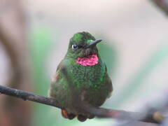 Heliodoxa rubricauda