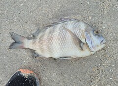 Archosargus probatocephalus