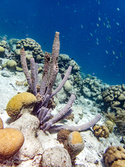 Dichocoenia stokesii