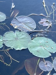 Nymphaea odorata