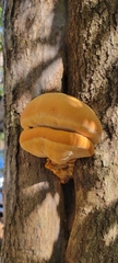 Inonotus