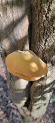 Inonotus