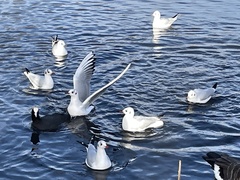 Chroicocephalus ridibundus