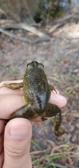 Lithobates grylio