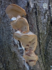 Phellinus