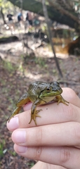 Lithobates grylio