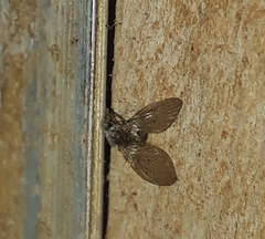 Clogmia