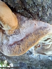 Phellinus
