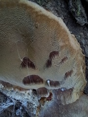 Phellinus
