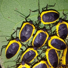 Runibia discoidea
