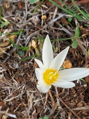 Crocus ochroleucus