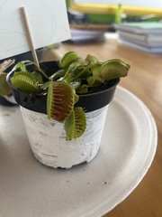 Dionaea